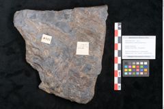 Foto (Objekt + Etikett) von Ceratopetalum vivulare Ettingshausen (NHMW-GEO-2024-0188-10243)